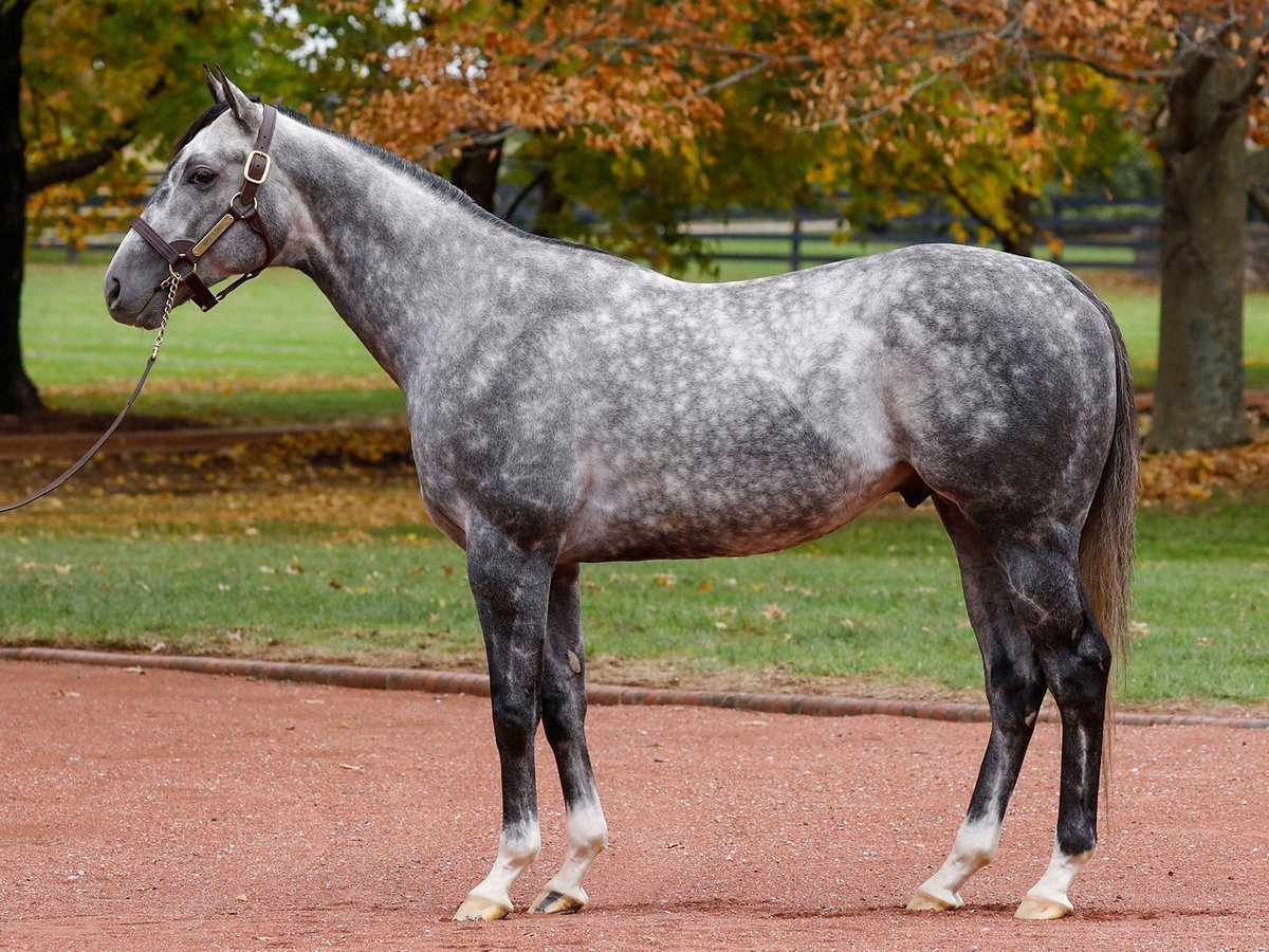 Лошади породы английская чистокровная