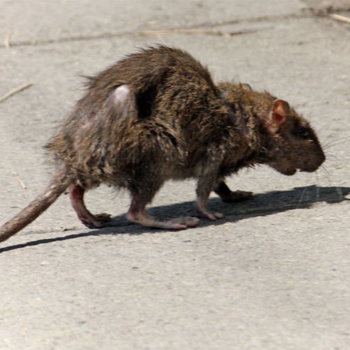 Рифовая мозаичнохвостая крыса