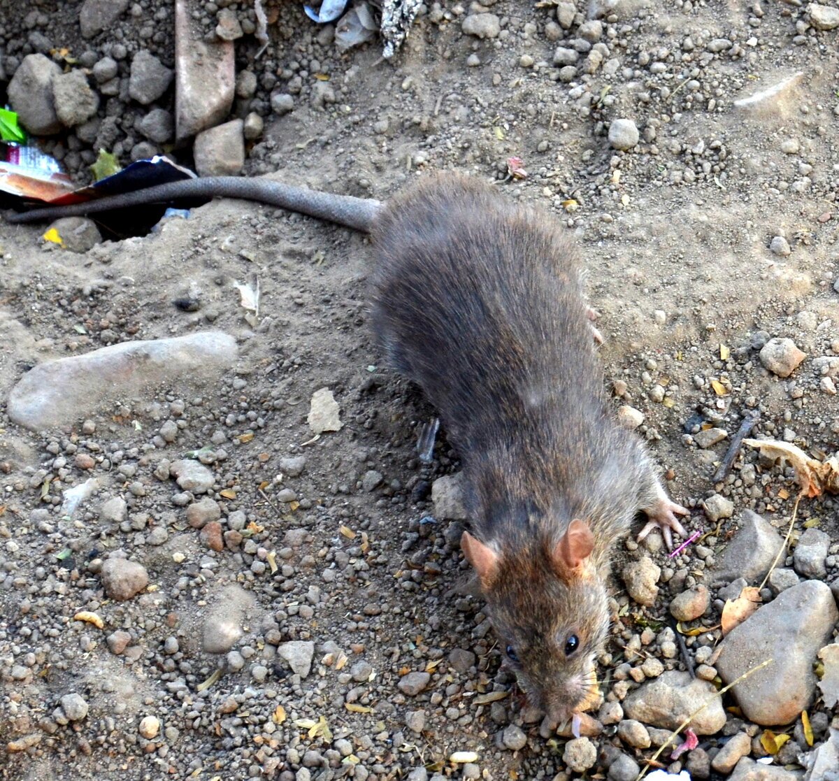 Кинабулийская крыса