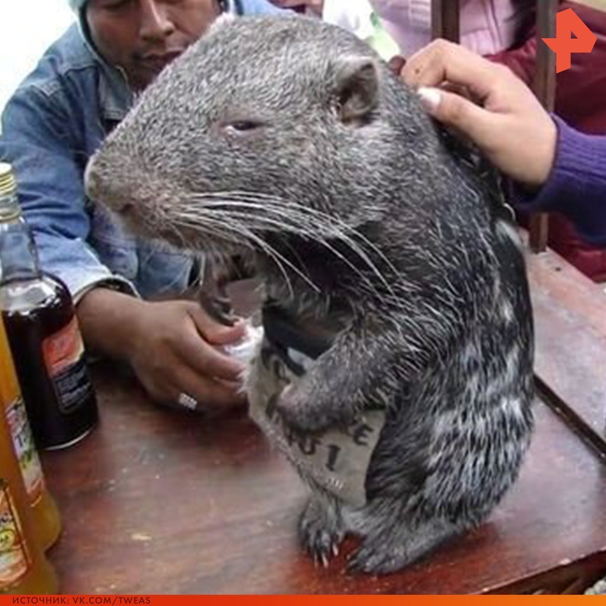 Самая большая мышь пакарана