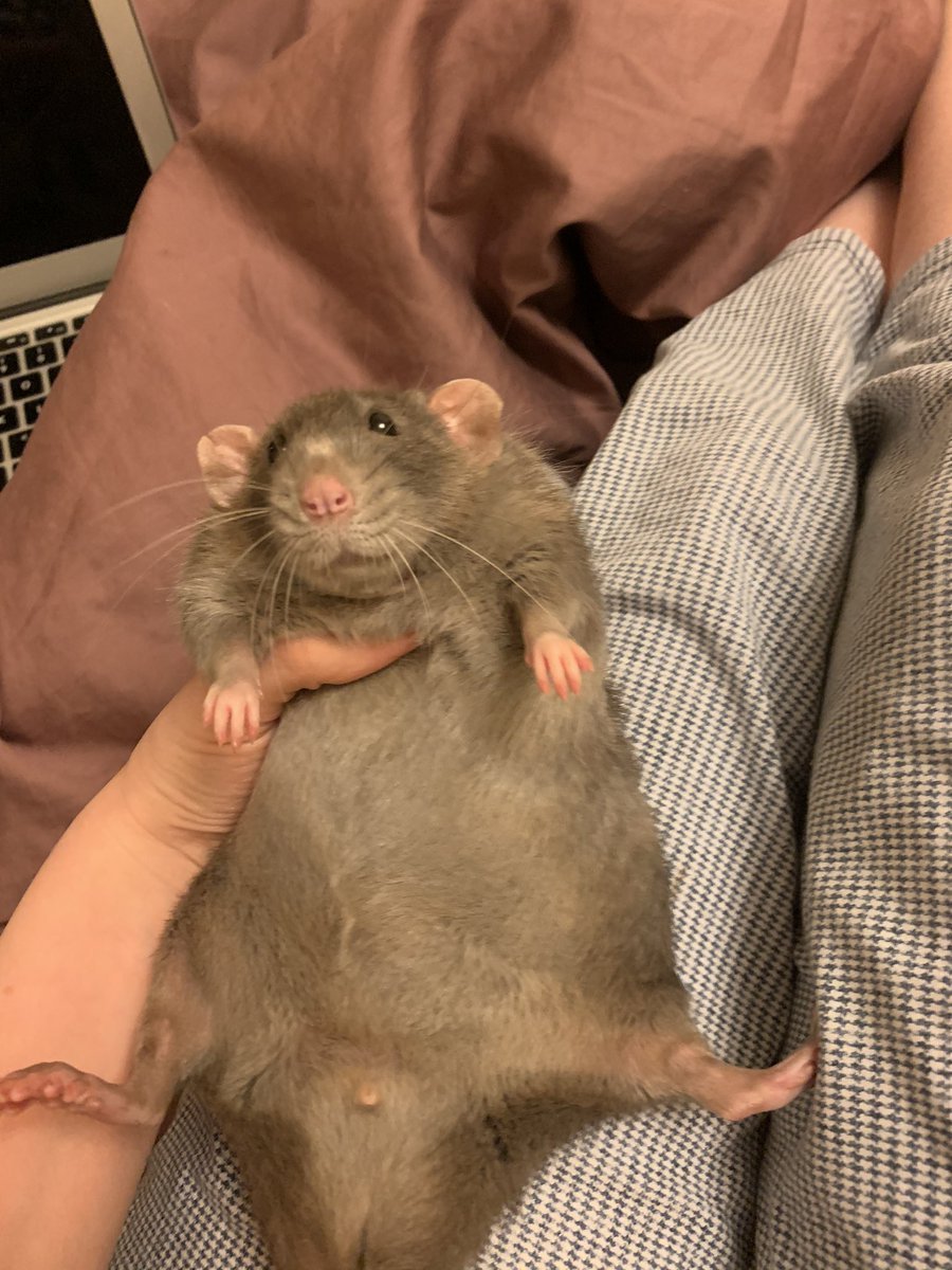 Гигантская домашняя крыса