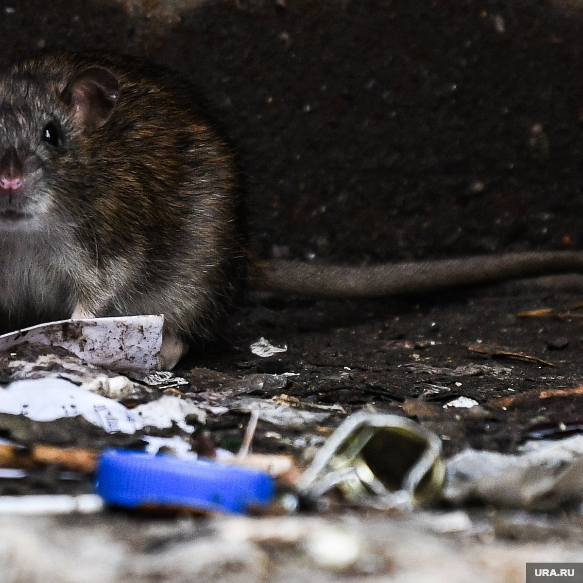 Мышь серогорбая