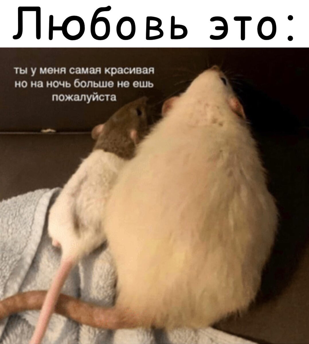 В крысах так много нежности