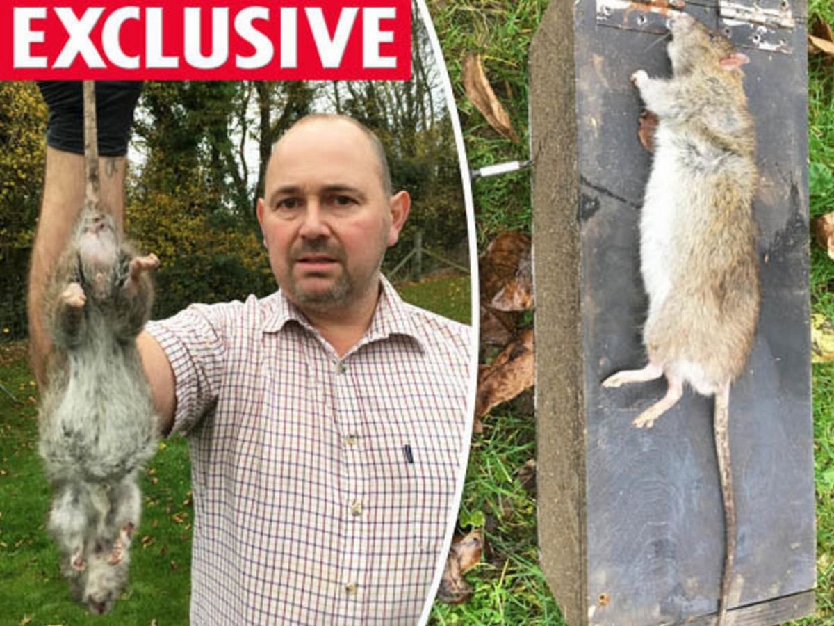 Самая огромная крыса в мире