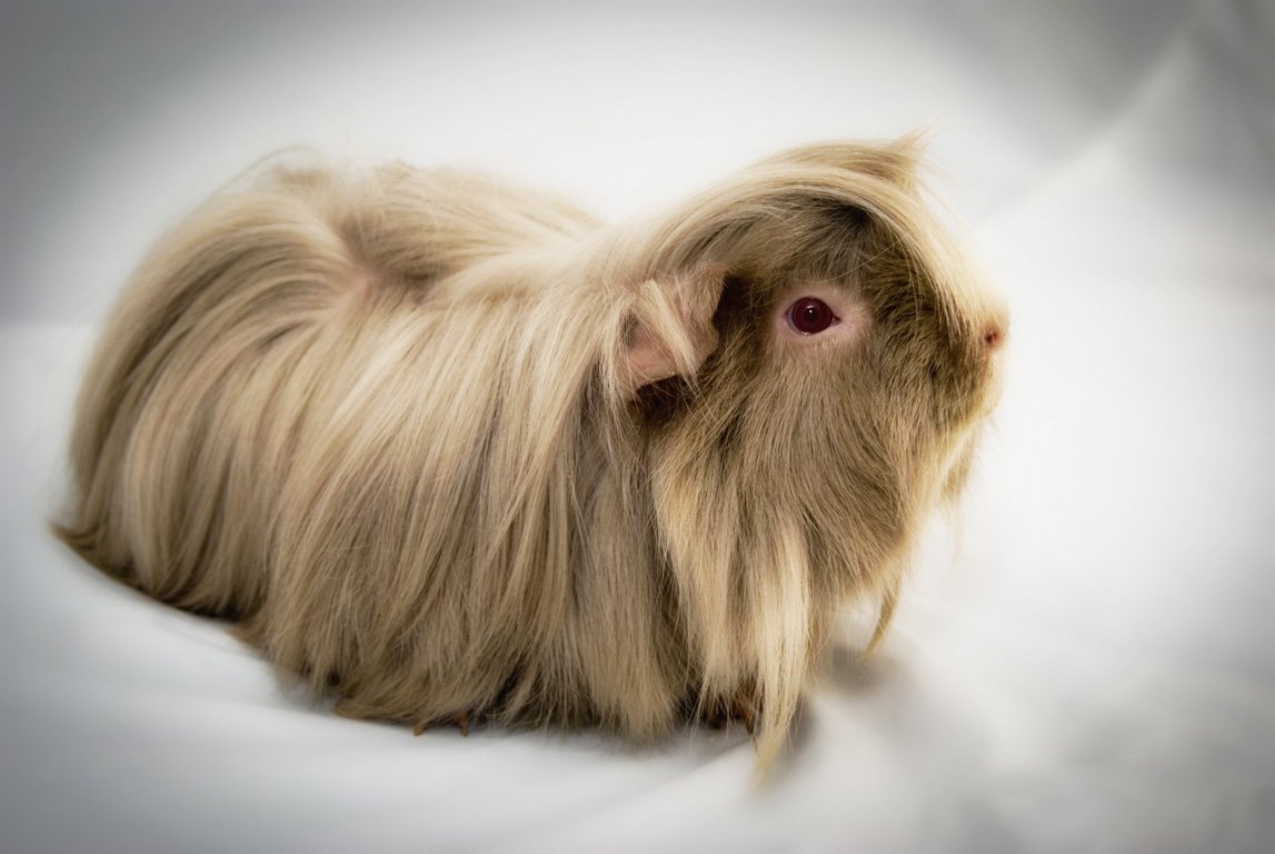 Морская Свинка ангорская длинношерстная