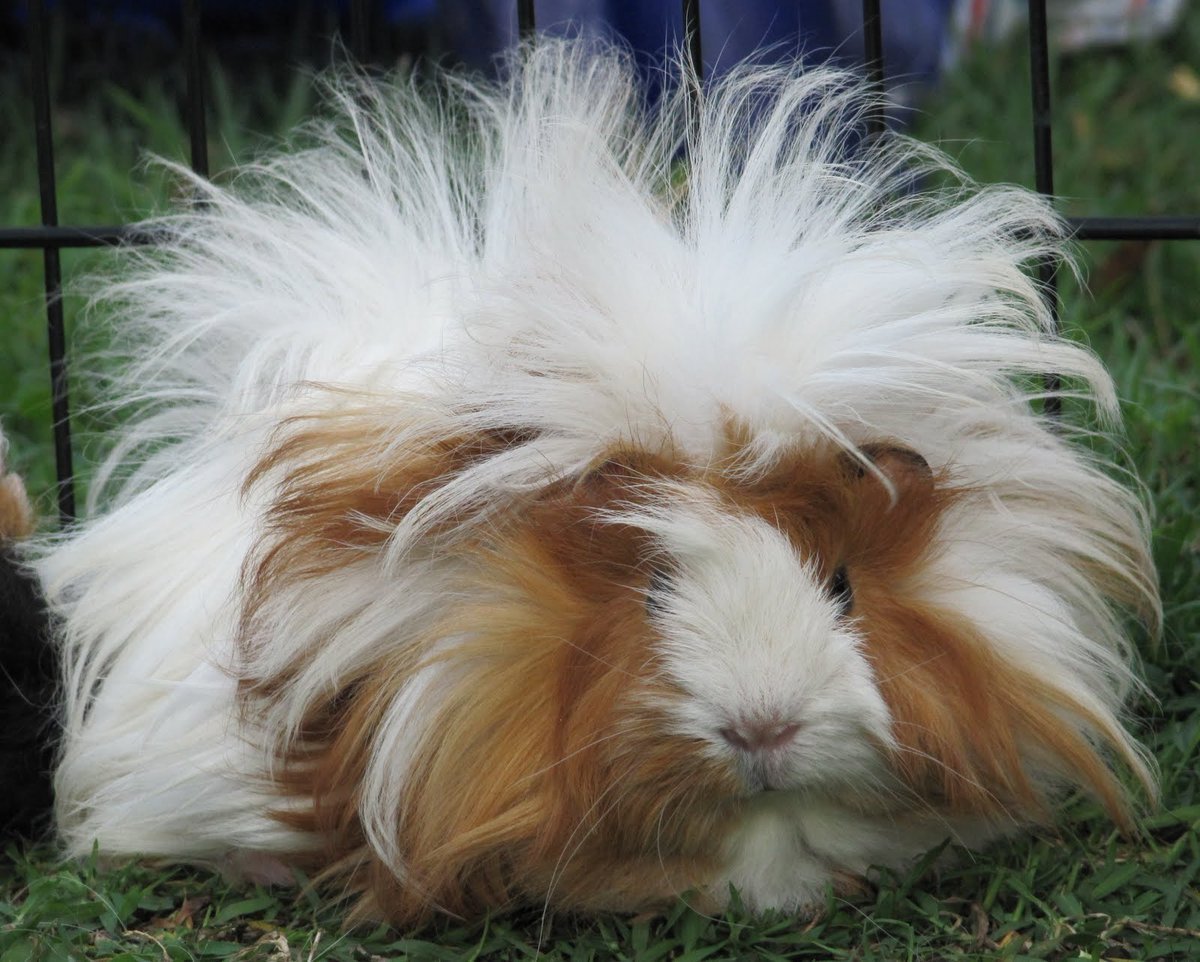 Морская Свинка ангорская длинношерстная
