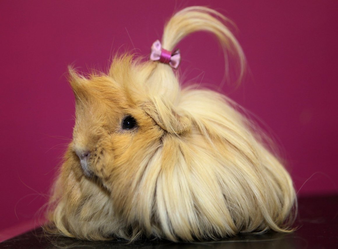 Перуанская длинношерстная морская Свинка