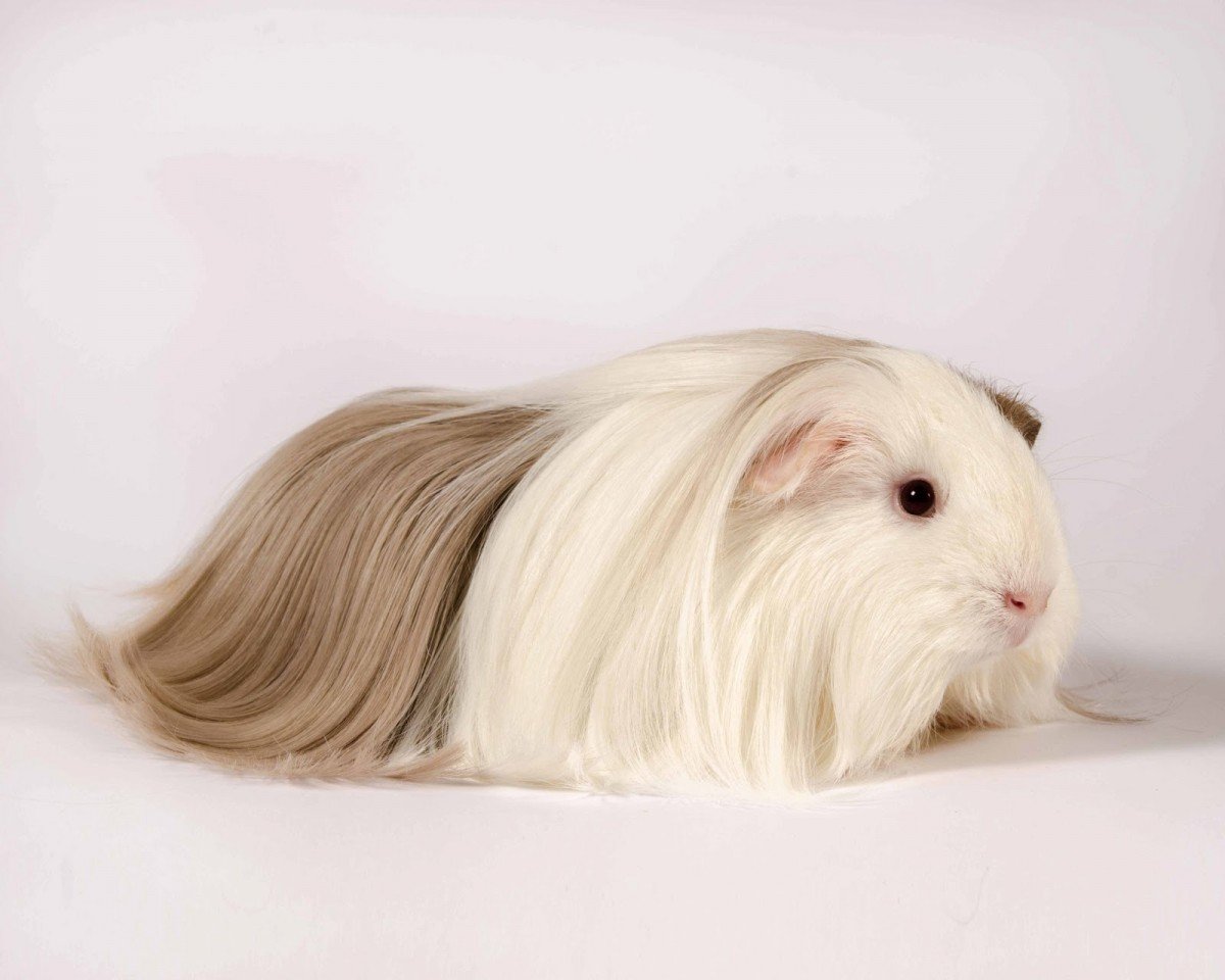 Морская Свинка Коронет белая