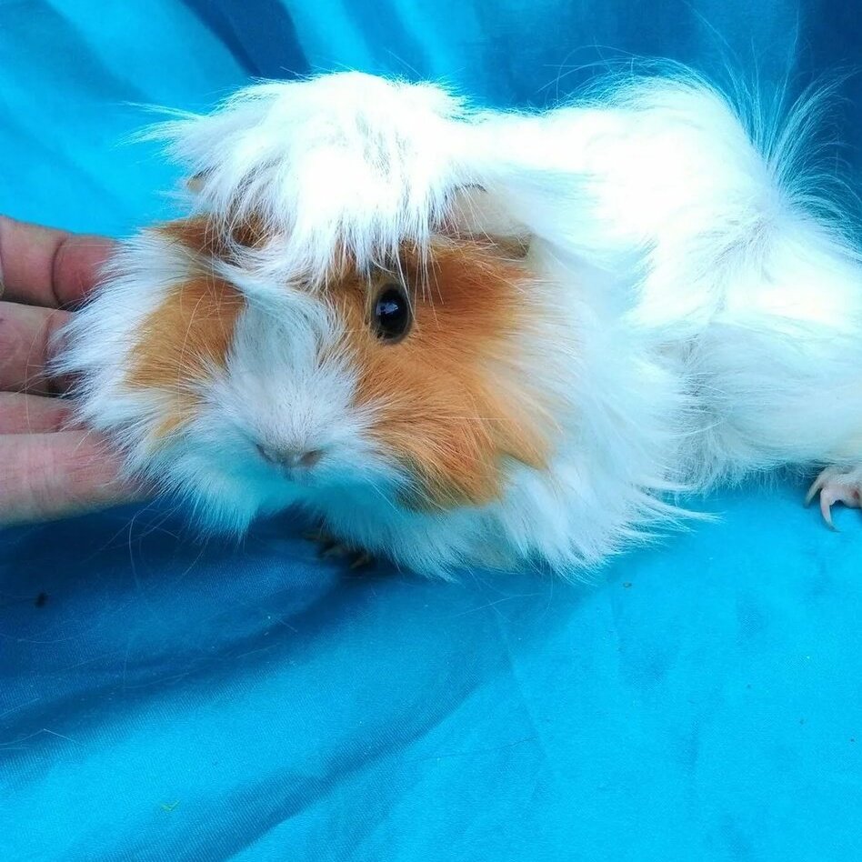 Морская Свинка розеточная большая