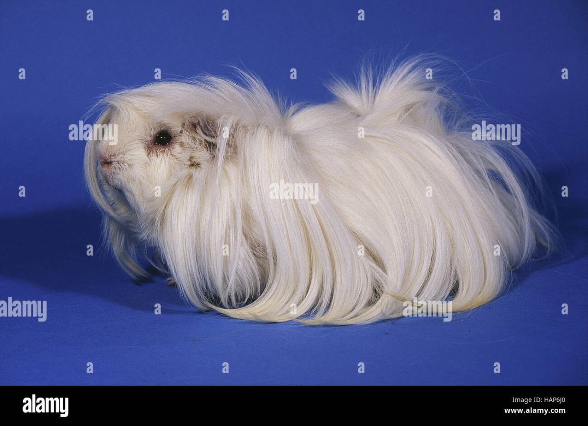 Морская Свинка ангорская розеточная