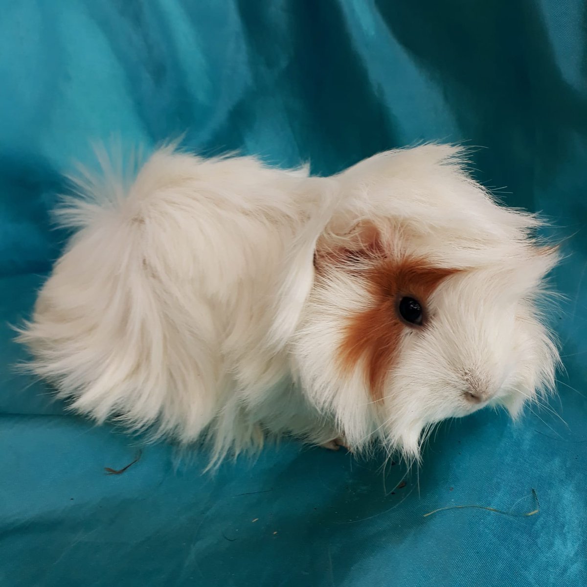 Морская Свинка ангорская розеточная