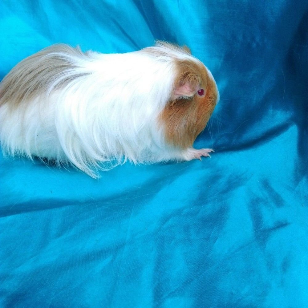 Морская Свинка Арлекин