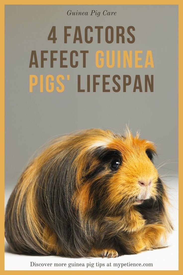 Хохлатая морская Свинка