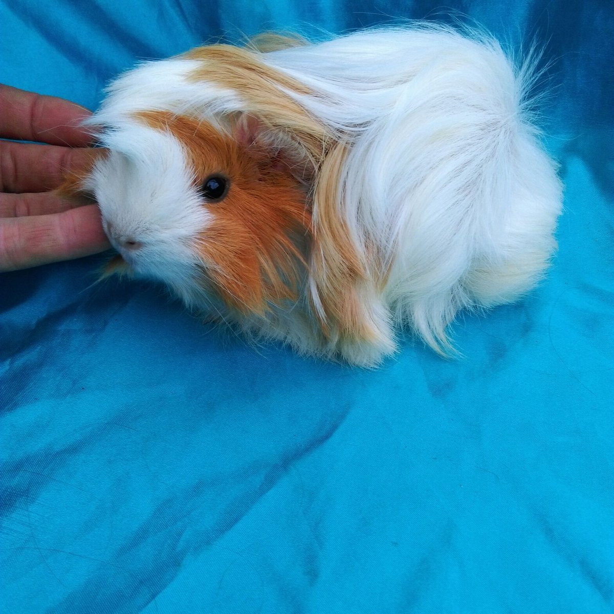 Морская Свинка ангорская розеточная