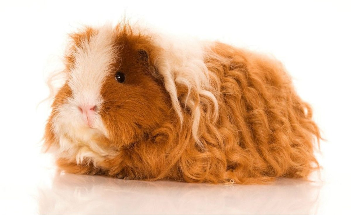 Морская Свинка тзксель