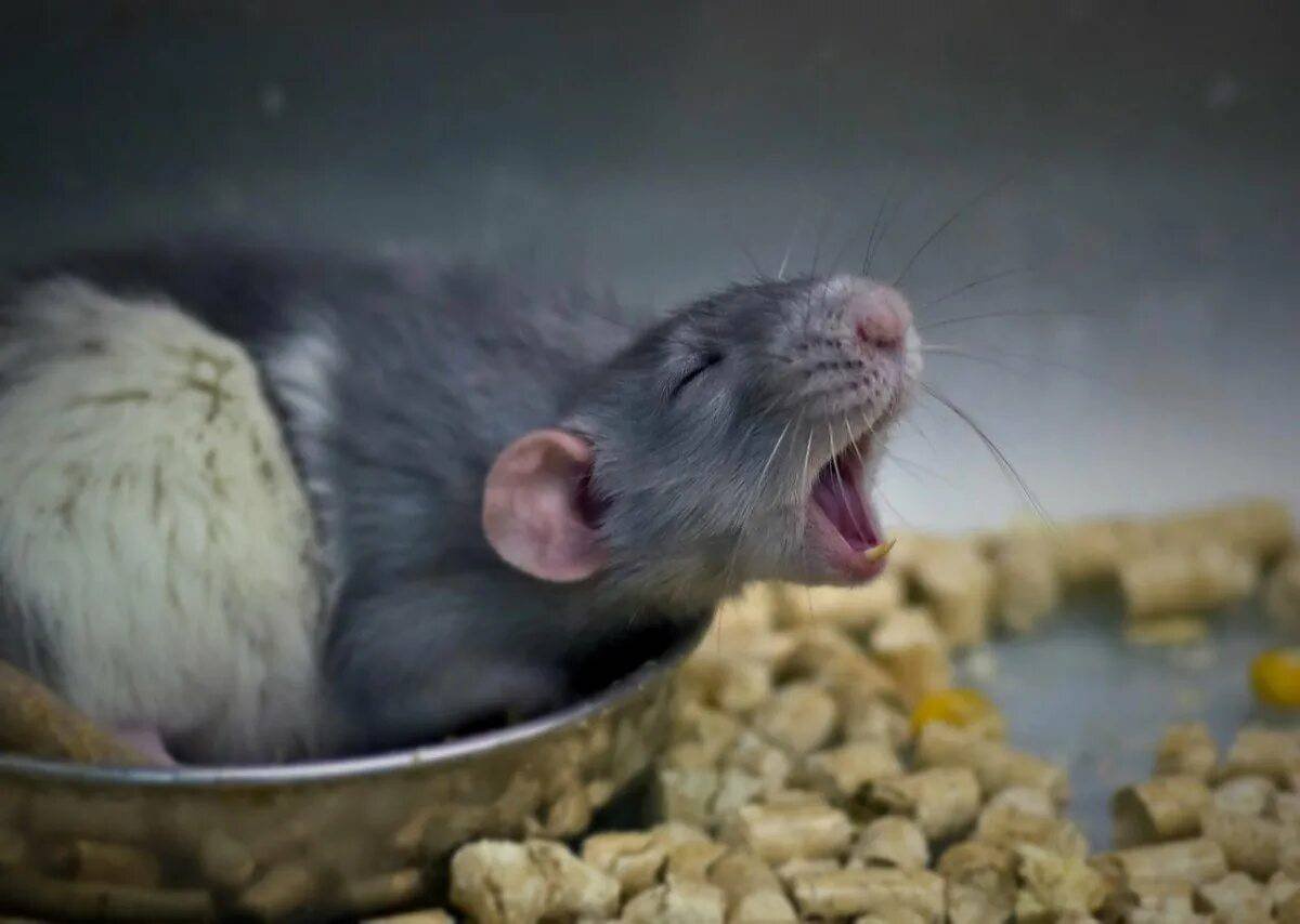 Крыса умывается