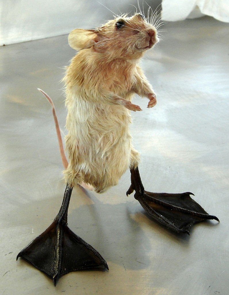 Смешные крысы