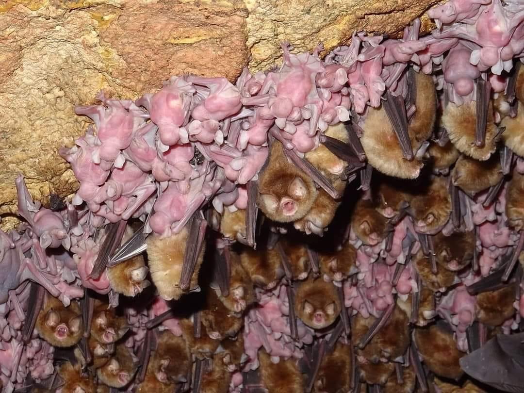 Колония летучих мышей