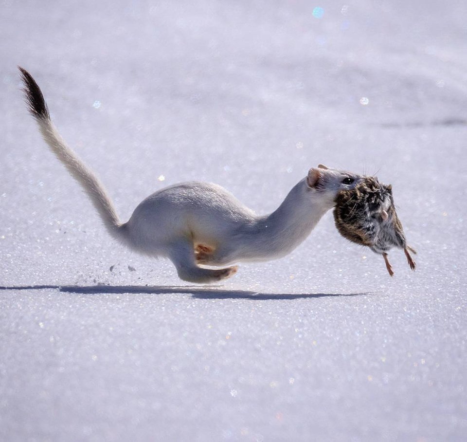 Королевский горностай