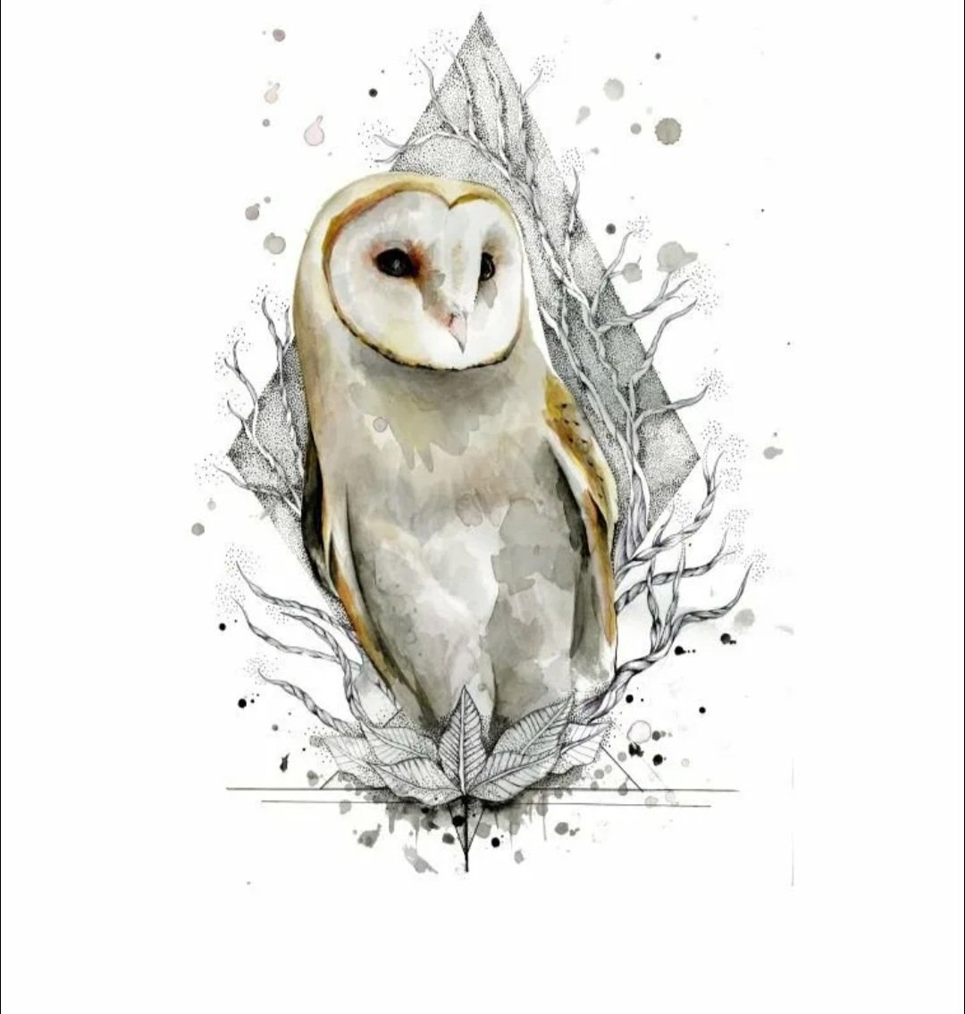 Полярная Сова и сипуха