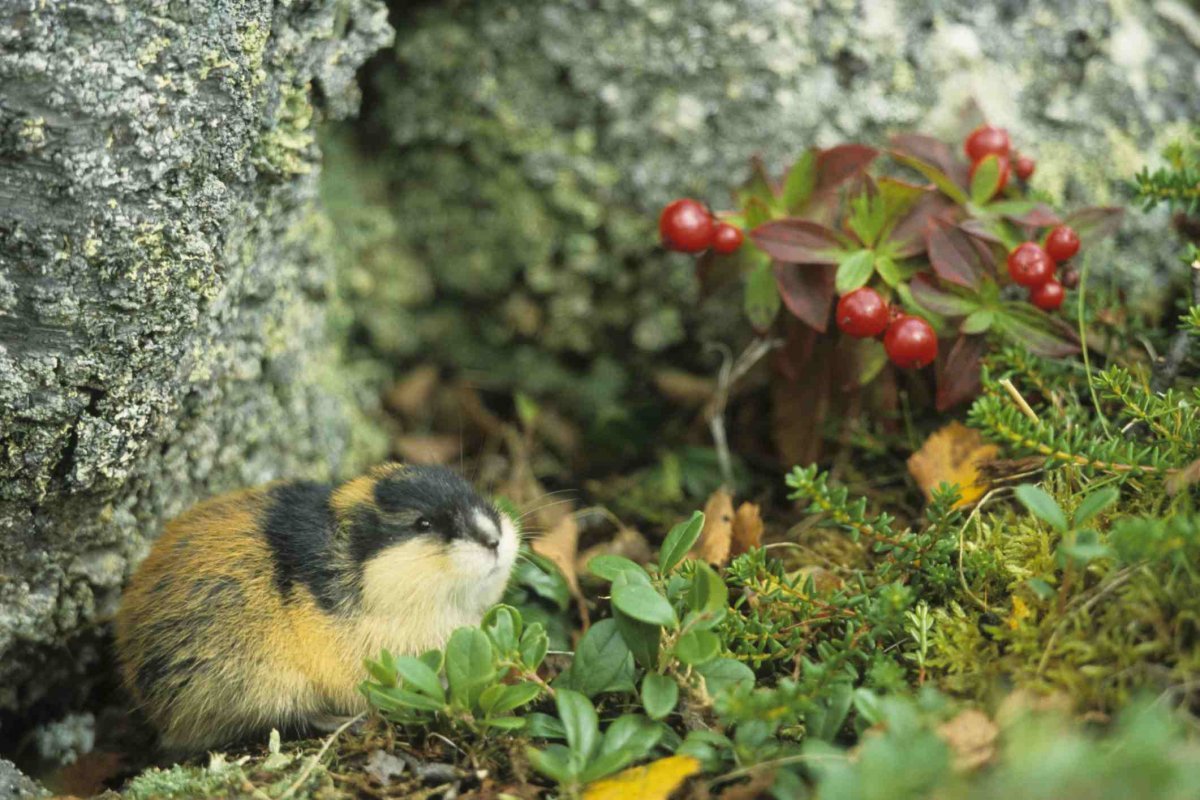 Лемминги на Кольском полуострове