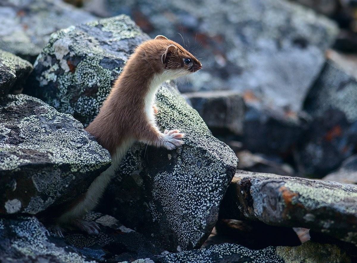 Степной хорёк горностай ласка