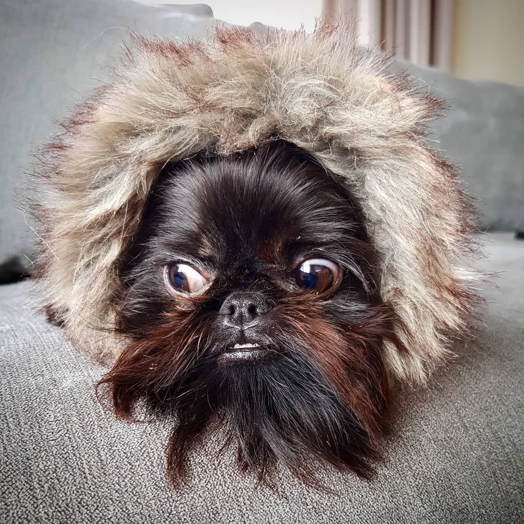 Смешная лохматая собака