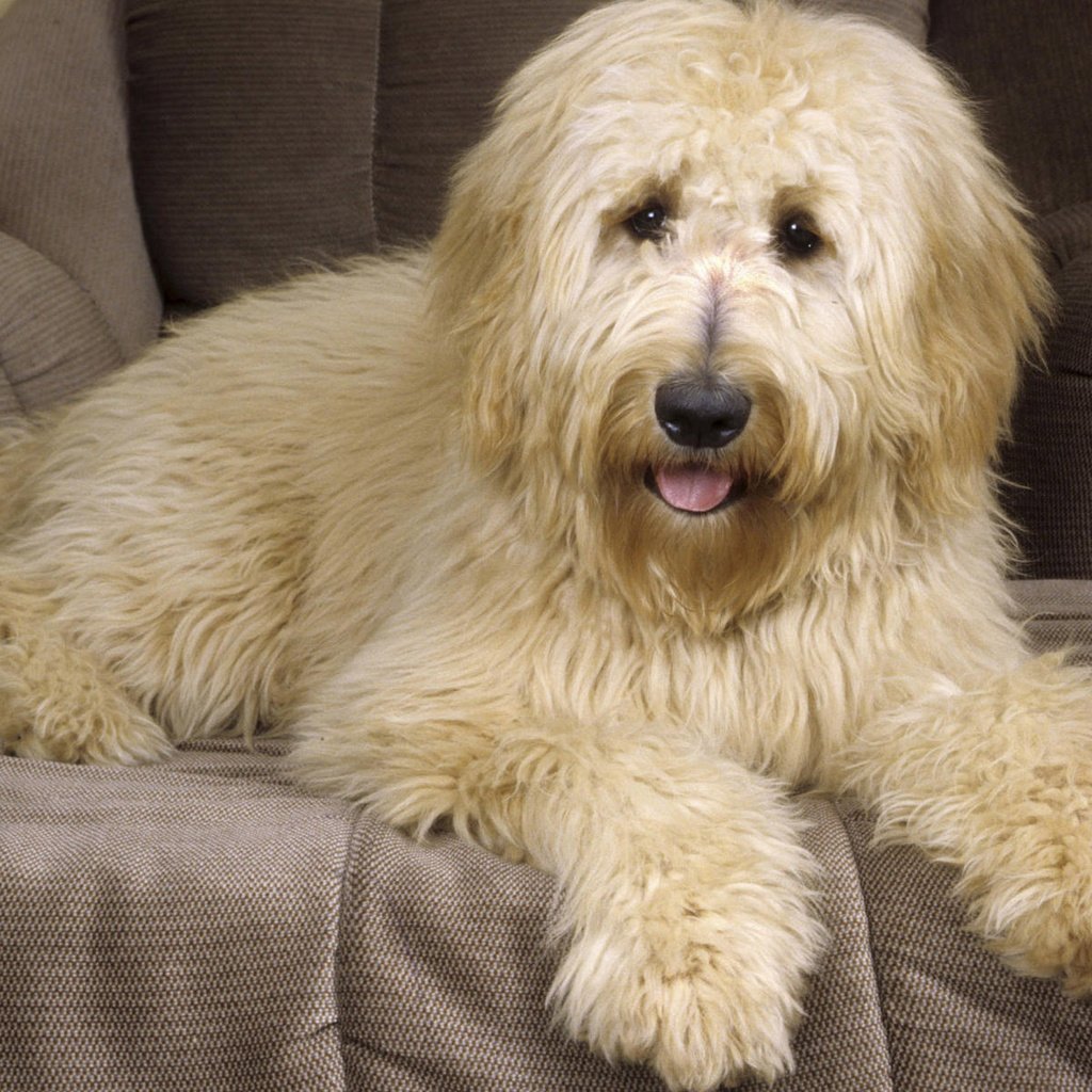 Golden Doodle Dog