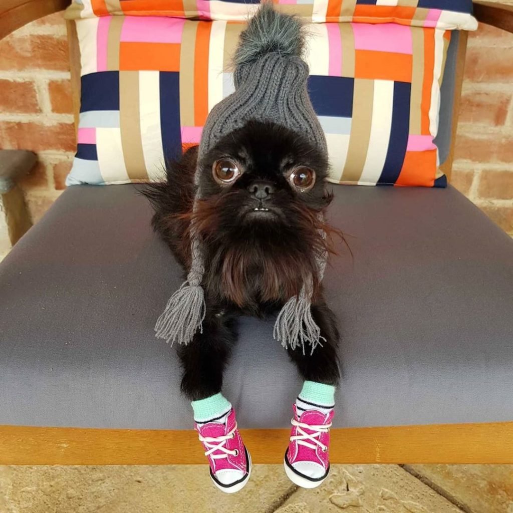 Усатый и пушистый