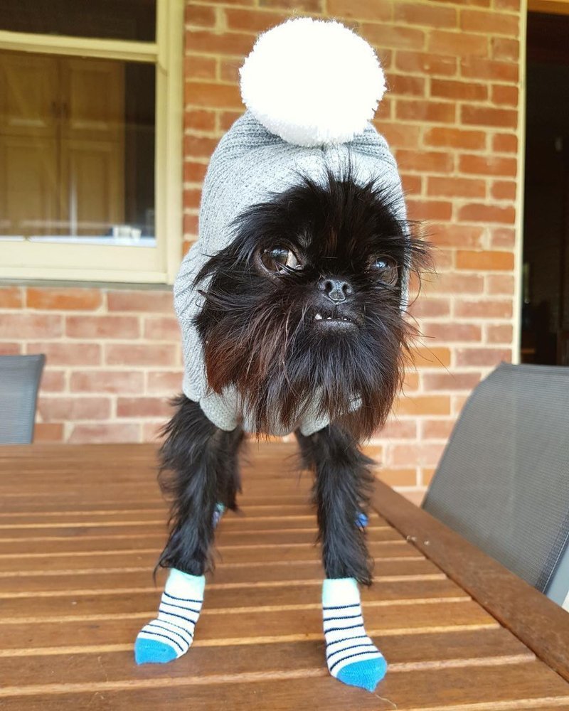 Маленькая лохматая собачка