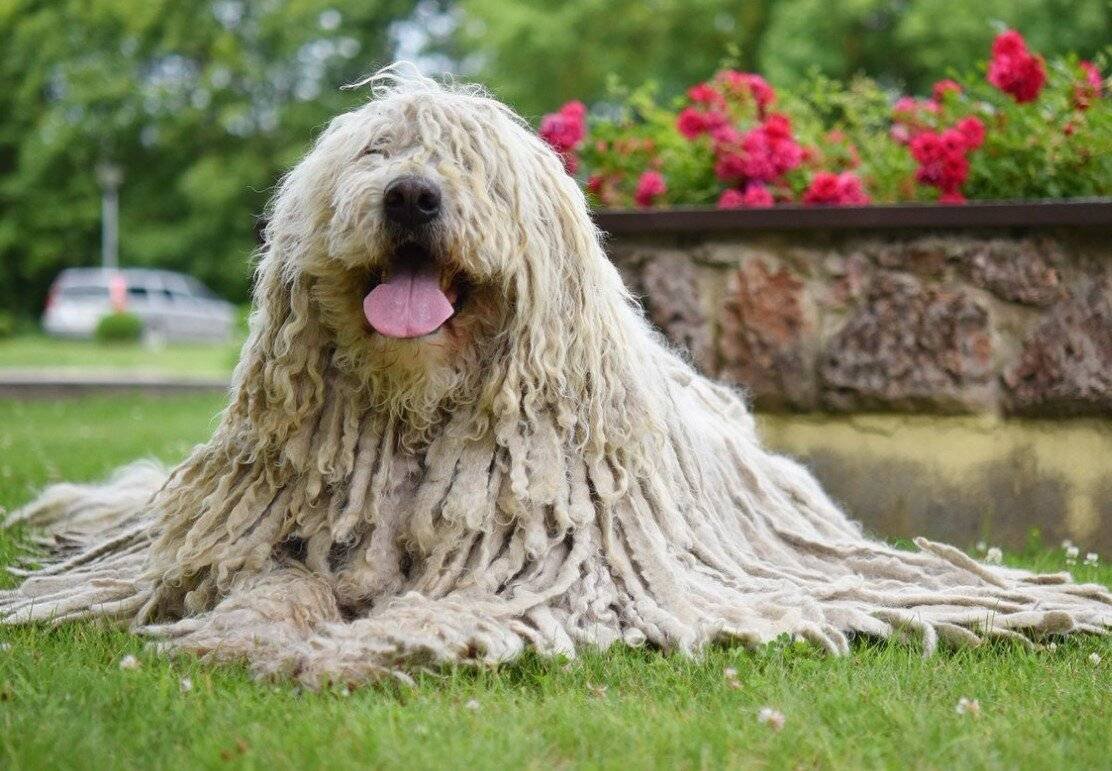 Венгерская овчарка Комондор щенки