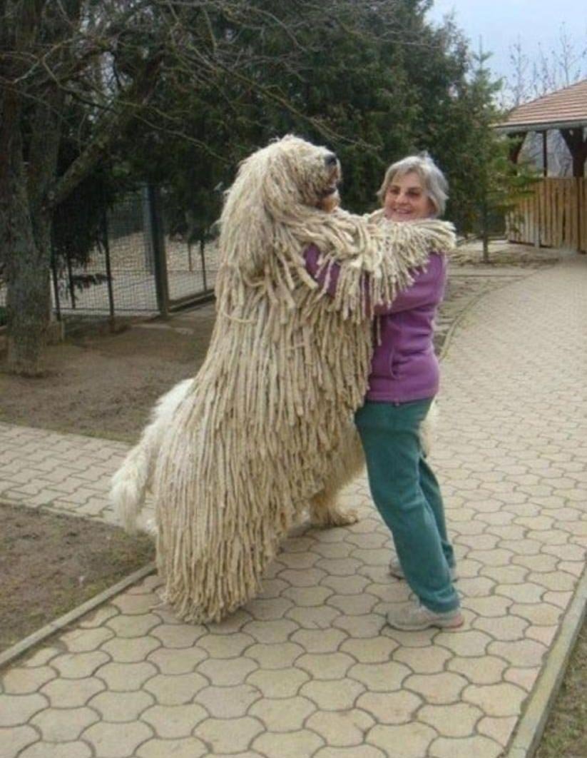 Венгерская овчарка 4