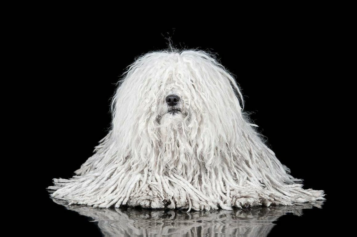 Собака породы пули.(венгерская овчарка).