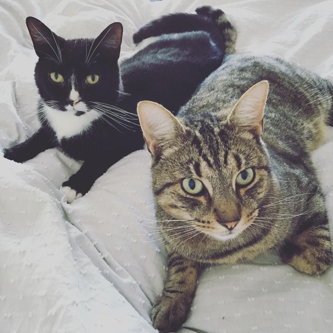 Кошачья семья