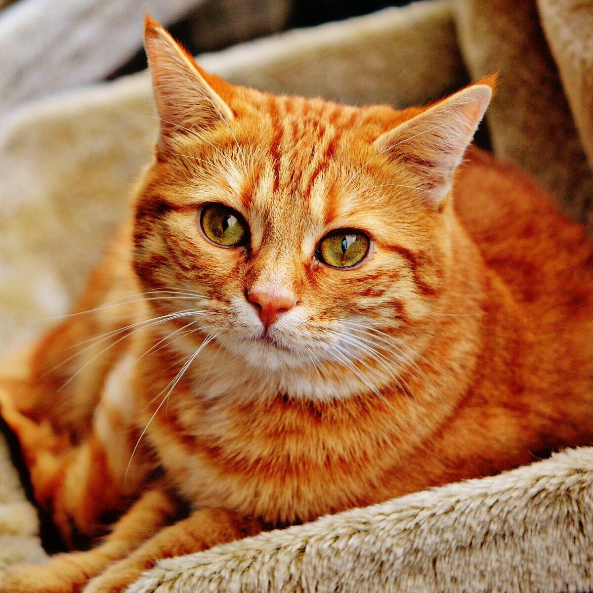 Европейский короткошерстный кот рыжий
