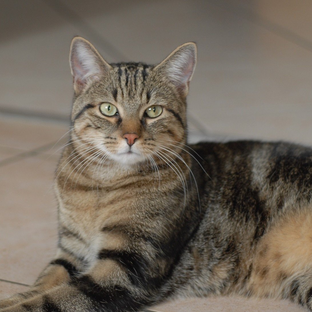 Картинки кошек