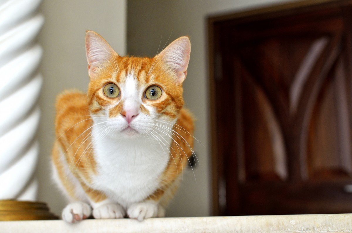 Европейская короткошерстная табби рыжий