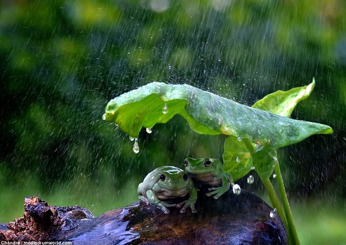 Дождевая лягушка