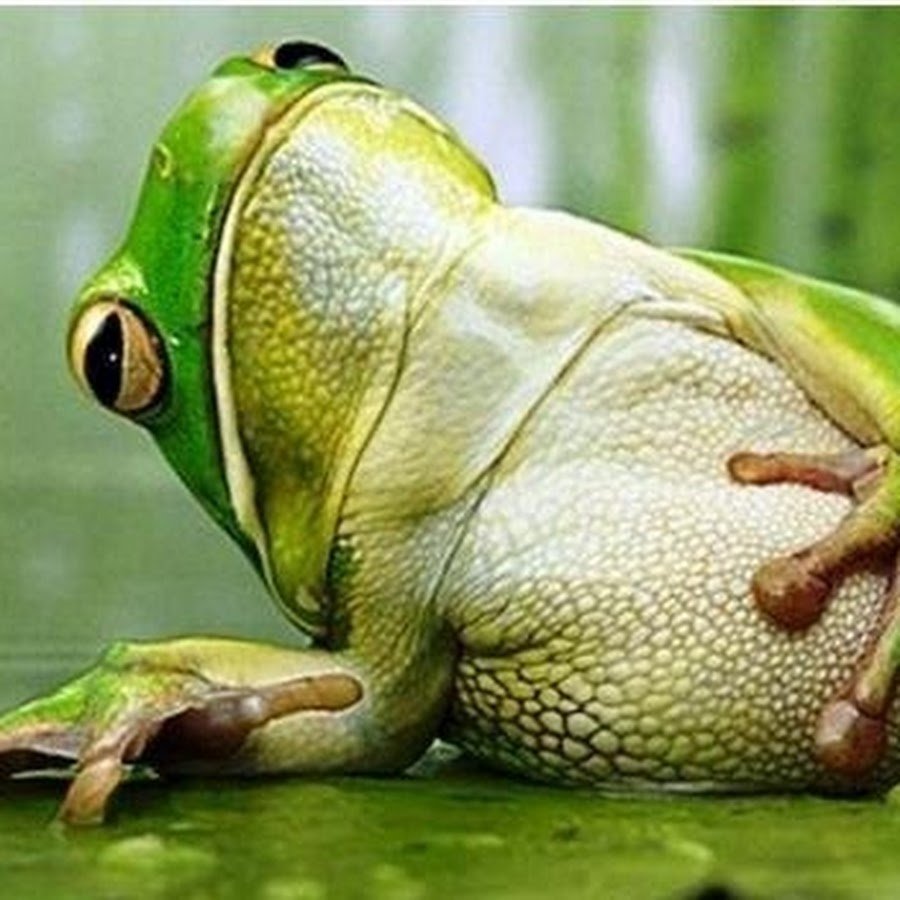 Смешная жаба