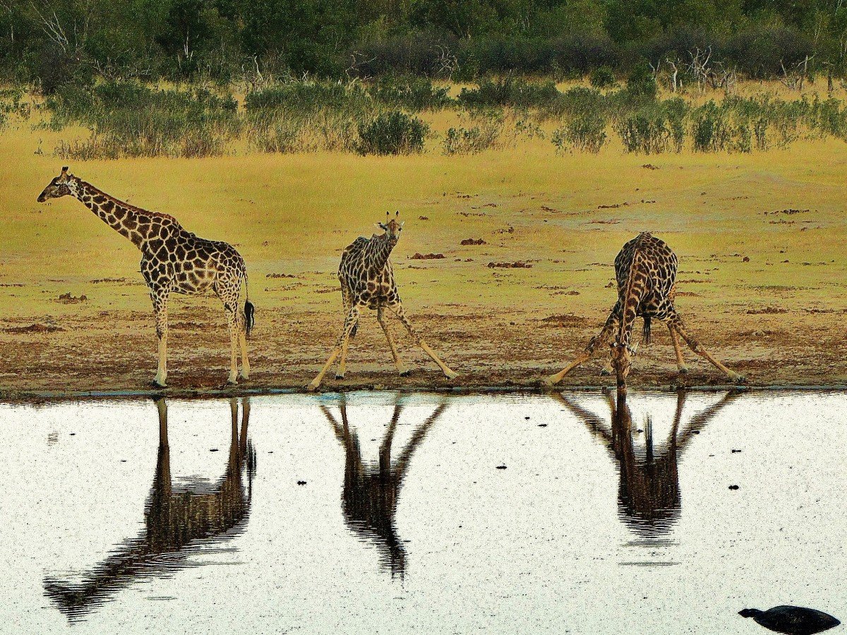 Жираф в саванне