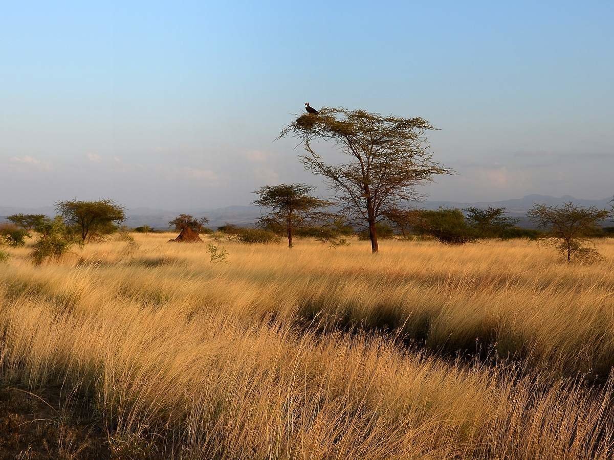 Саванны редколесья и кустарники