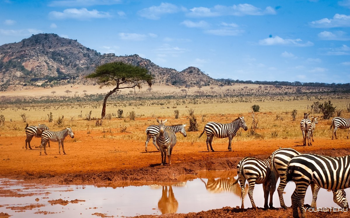 ЮАР сафари