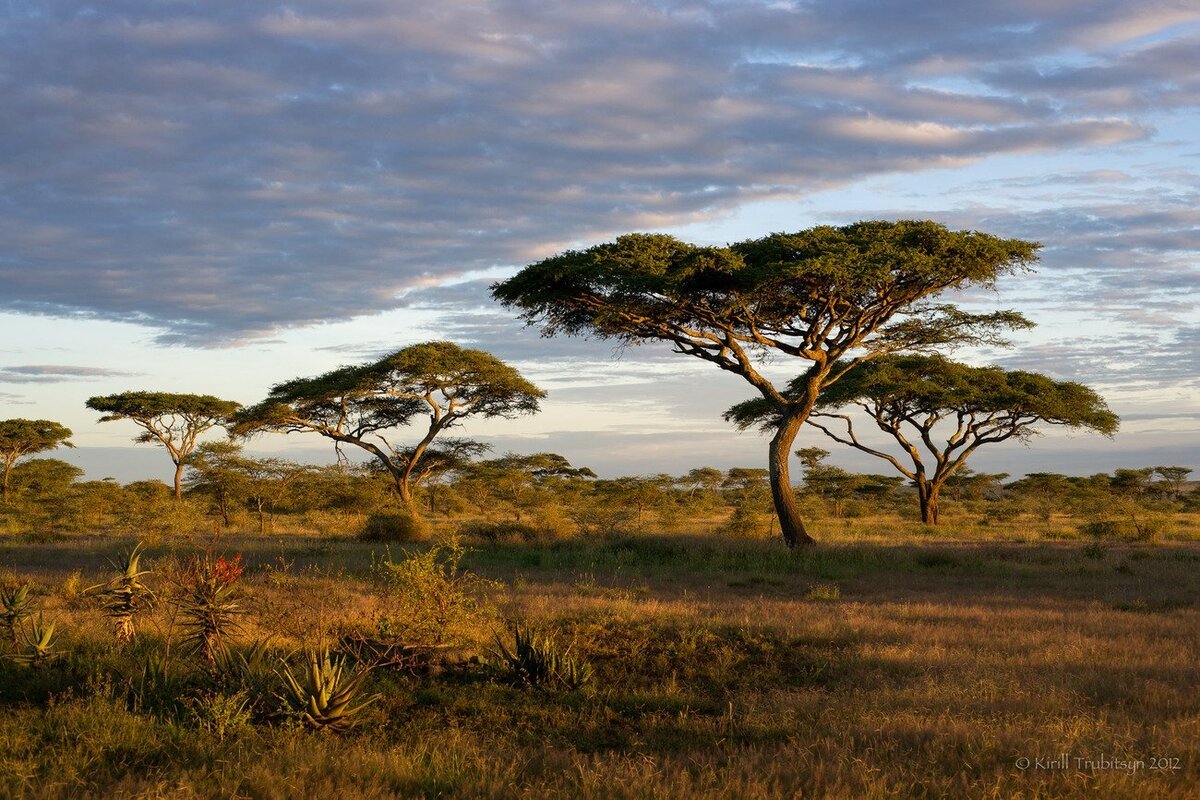 Саванное Редколесье Африки