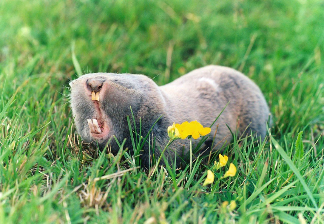 Крот слепыш обыкновенный