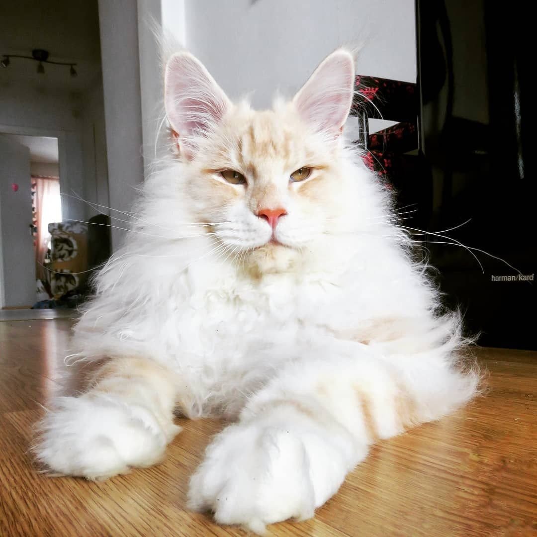 Мейн кун белый