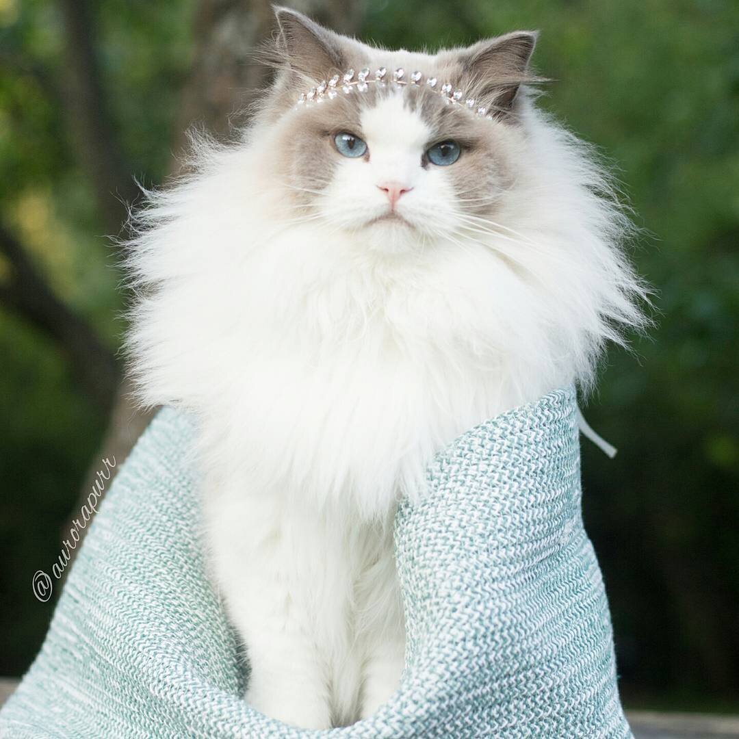 Аврора принцесса Рэгдолл