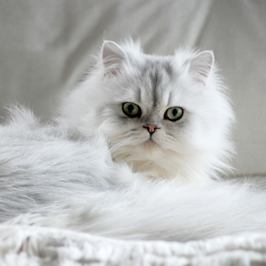 Серебристая шиншилла длинношерстная