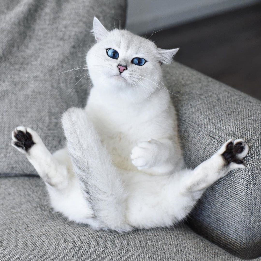 Британская шиншилла Коби кошка