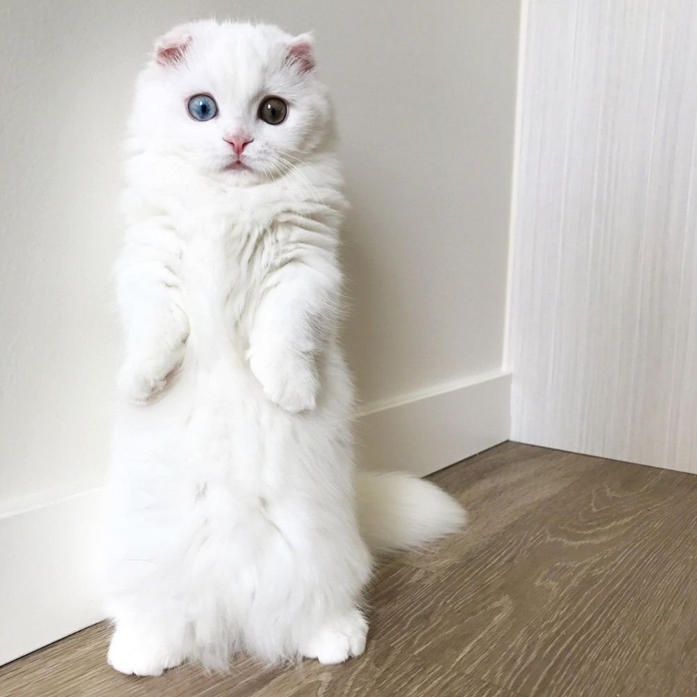 Манчкин (порода кошек)