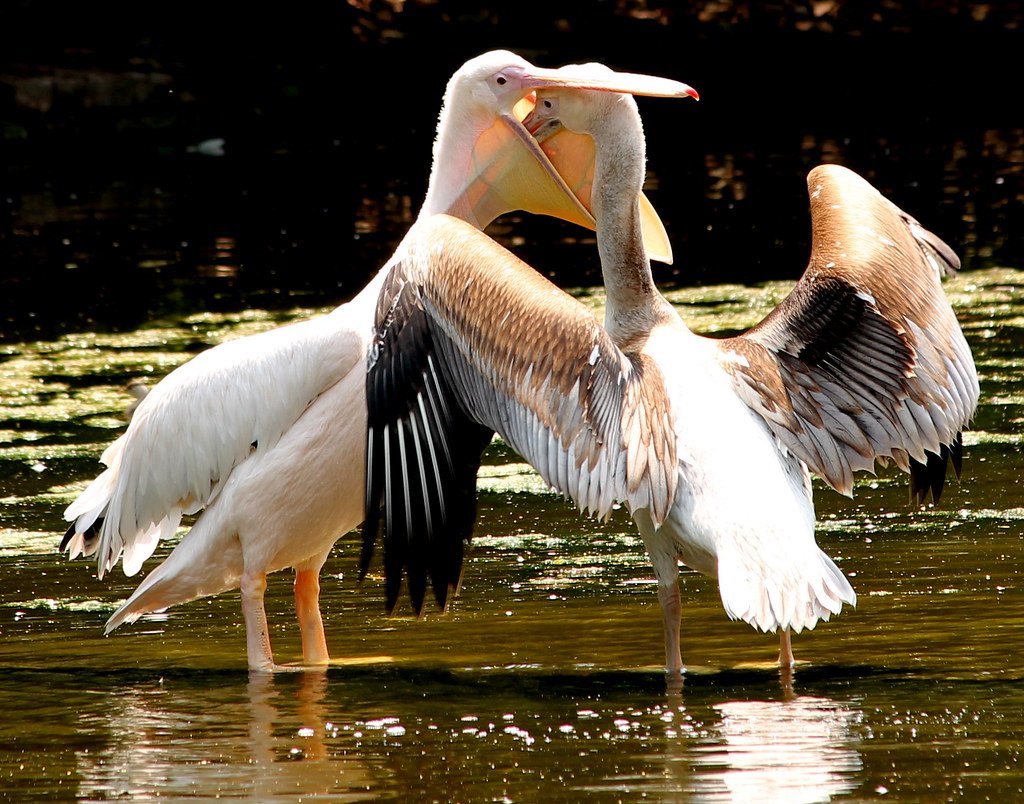 Пеликан в полете